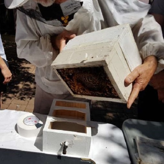 Native bee hive split